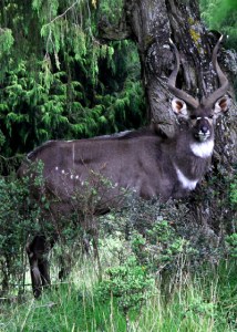 Mountain nyala, Bale Mountains National Park, Ethiopia.