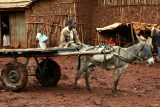 Boy and the donkey cart at Ginir town market, Oromiya, Ethiopia.