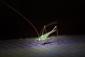 Grasshopper, Balule Nature Reserve, South Africa