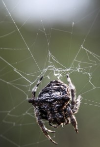 Bark spider on the web. Balule Nature Reserve, South Africa.
