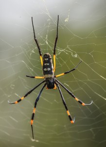 Golden orb web spider (Nephila senegalensis), Balule Nature Reserve, South Africa.
