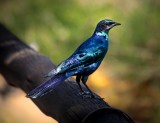 Burchell’s glossy starling (Lamprotornis australis), Kruger National Park, South Africa.