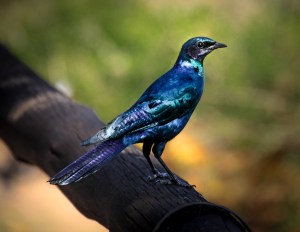 Burchell’s glossy starling (Lamprotornis australis), Kruger National Park, South Africa.