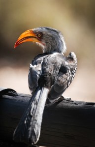 Southern yellow-billed hornbill (Tockus leucomelas), Kruger National Park, South Africa.