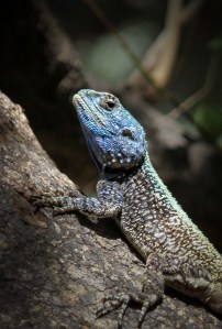 Southern rock agama (Agama atra) at Skukuza Camp, Kruger National Park, South Africa.