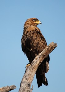 Brown snake-eagle (Circaetus cinereus) Kruger National Park, South Africa.