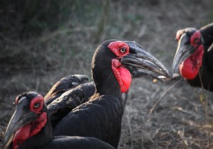 Southern ground hornbill (Bucorvus leadbeateri), Kruger National Park, South Africa.