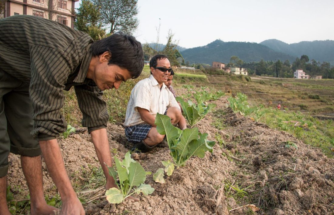 Yognath Sharma (vasemmalla) avustaa sokeita luomuviljelijöitä. Peltotöiden lisäksi hänen tehtäviinsä kuuluu sadon myynti paikallisilla markkinoilla.