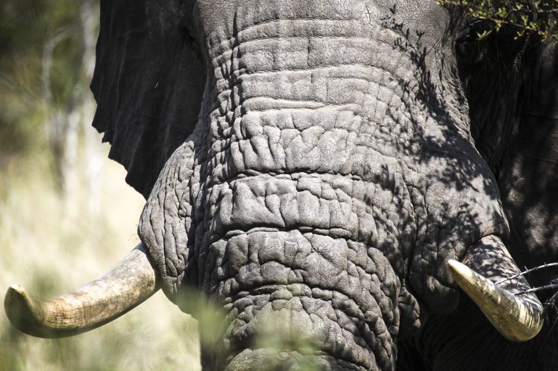 African elephant, Kruger National Park, South Africa