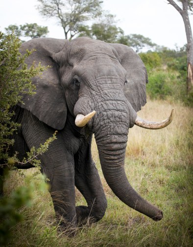 African elephant, Kruger National Park, South Africa.